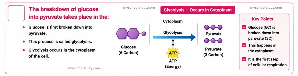Quiz Class 10th Science 10-05-2026 10.10.4 class 10th science ncert myschoolstudy.com