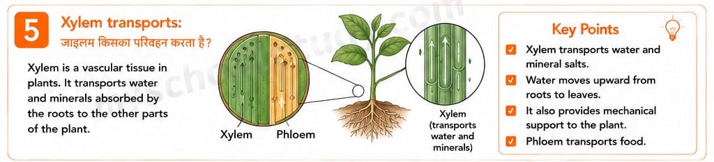 Quiz Class 9th Science 15-05-2026 9.15.5 class 9th science ncert myschoolstudy.com