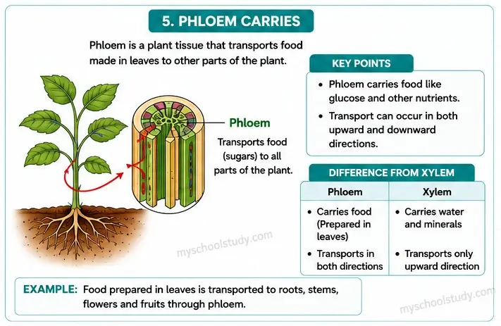 Quiz Class 9th Science 07-05-2026 class 9.5 phloem carries, my school study