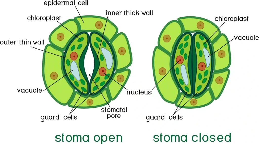stomata help in gas exchangelicensed image