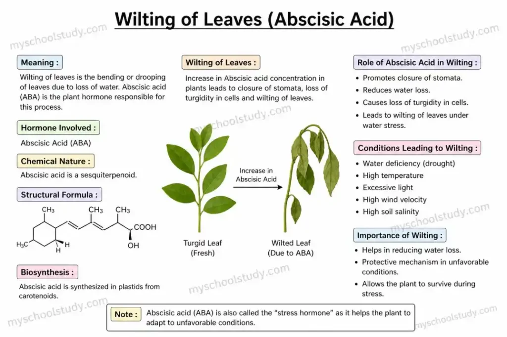 wilting of leaves (abscisic acid) 1 w