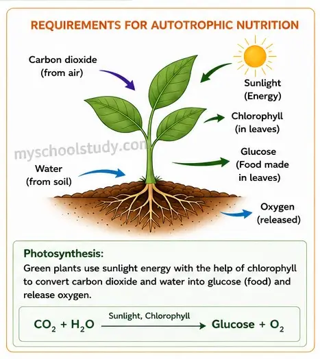 Quiz Class 10th Science 07-05-2026 class 10.4 ncert myschoolstudy.com (1)
